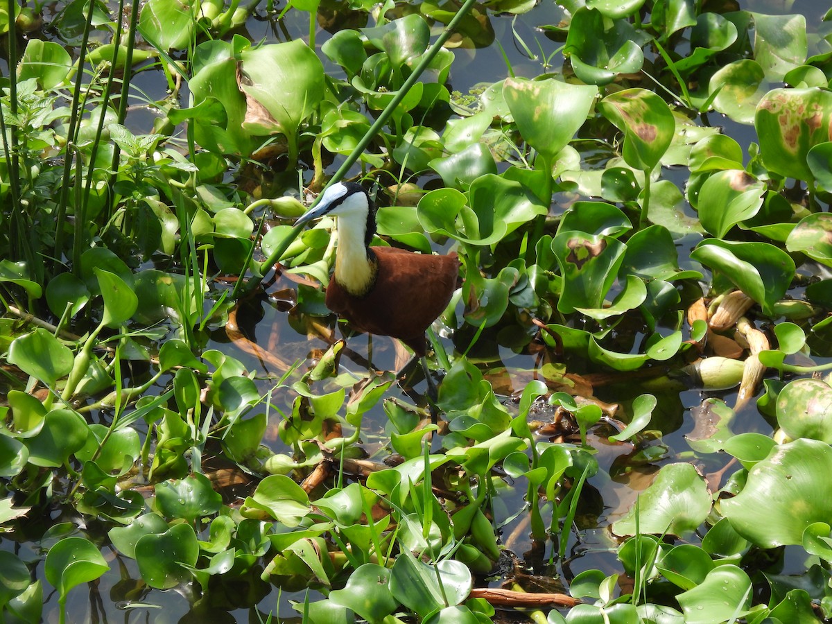 African Jacana - ML646464057