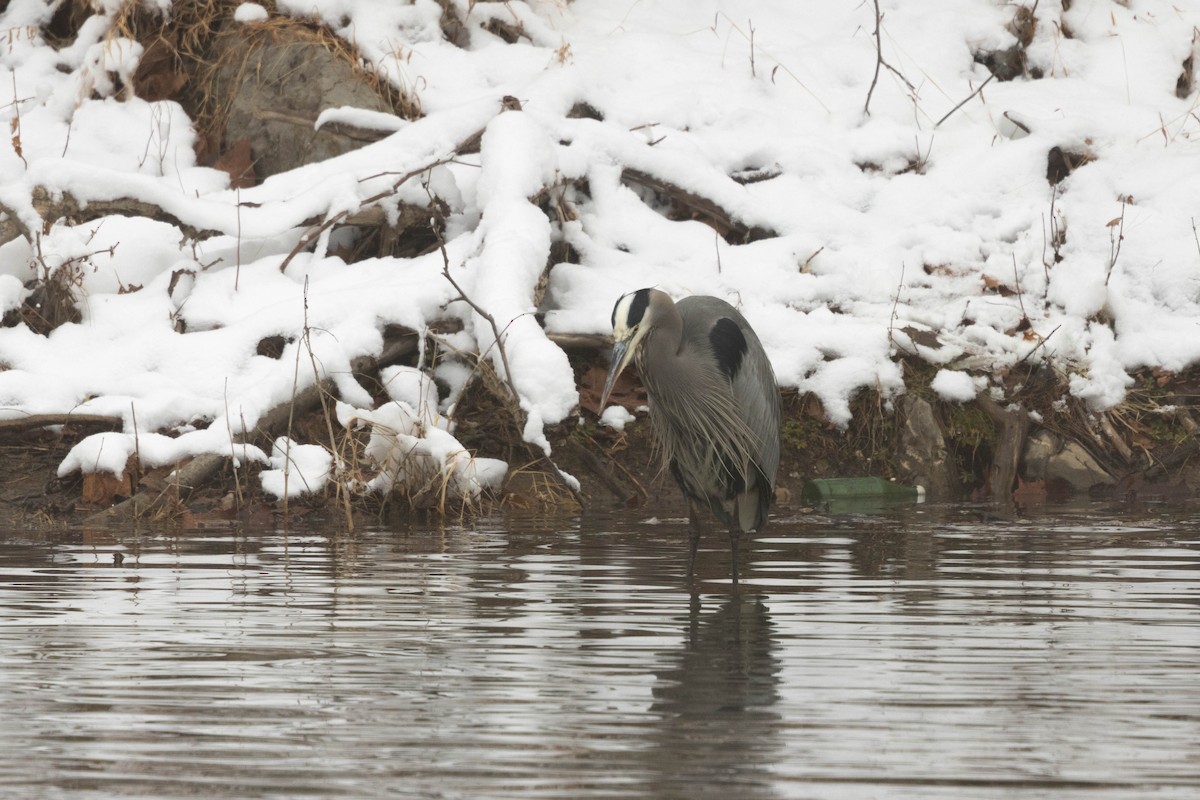 Great Blue Heron - ML646464058
