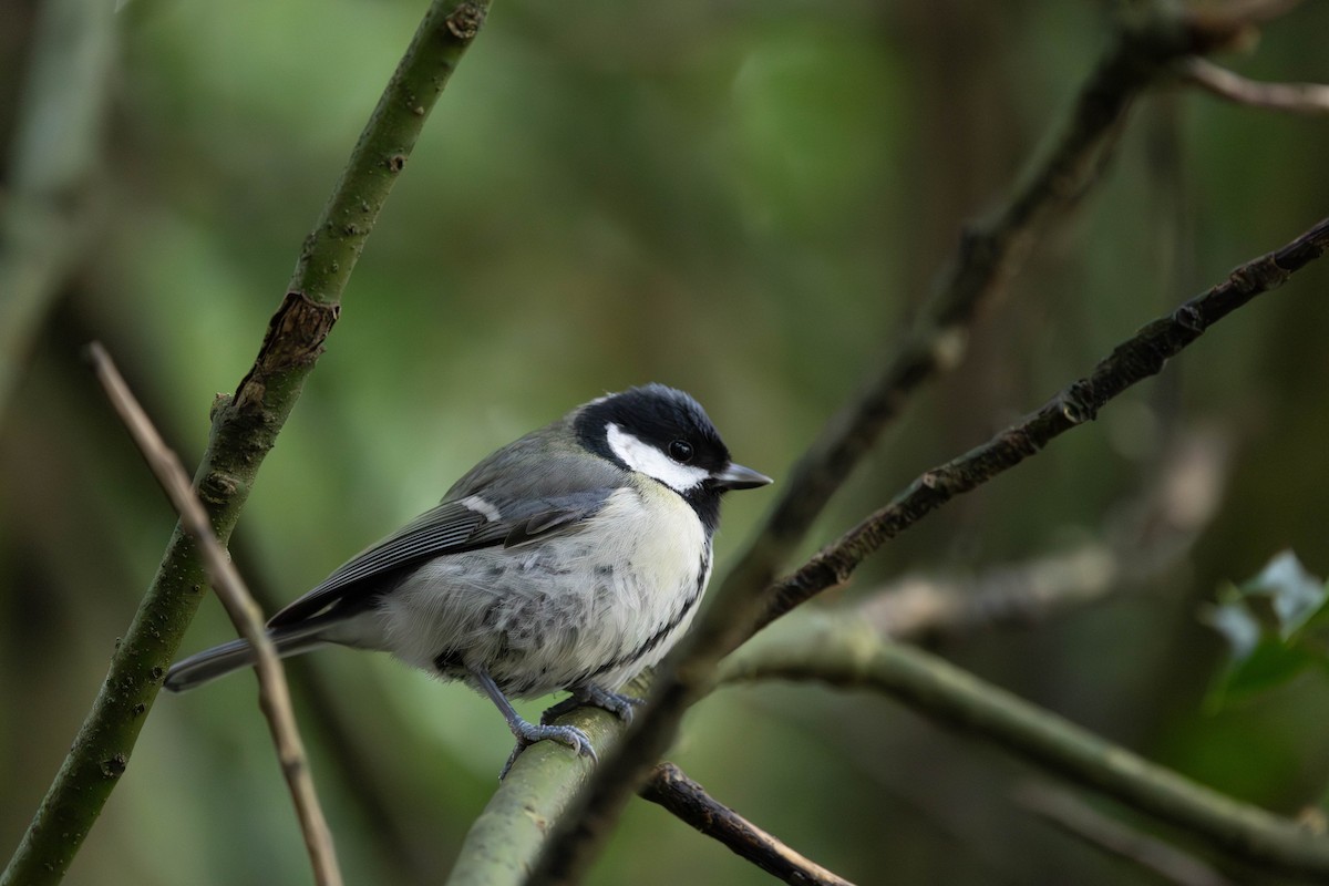 ヨーロッパシジュウカラ - ML646464059