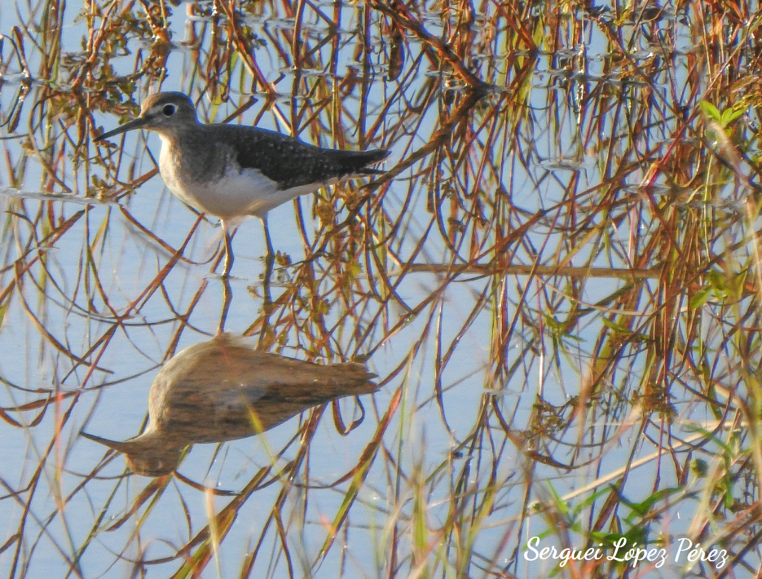 Solitary Sandpiper - ML646464065