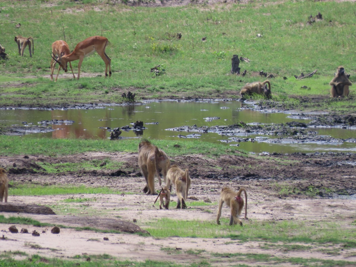 Baboons - ML646464066