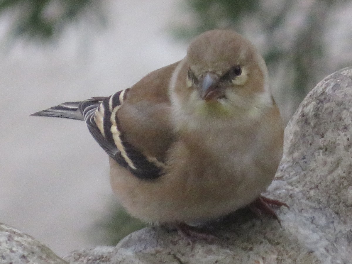 American Goldfinch - ML646464068