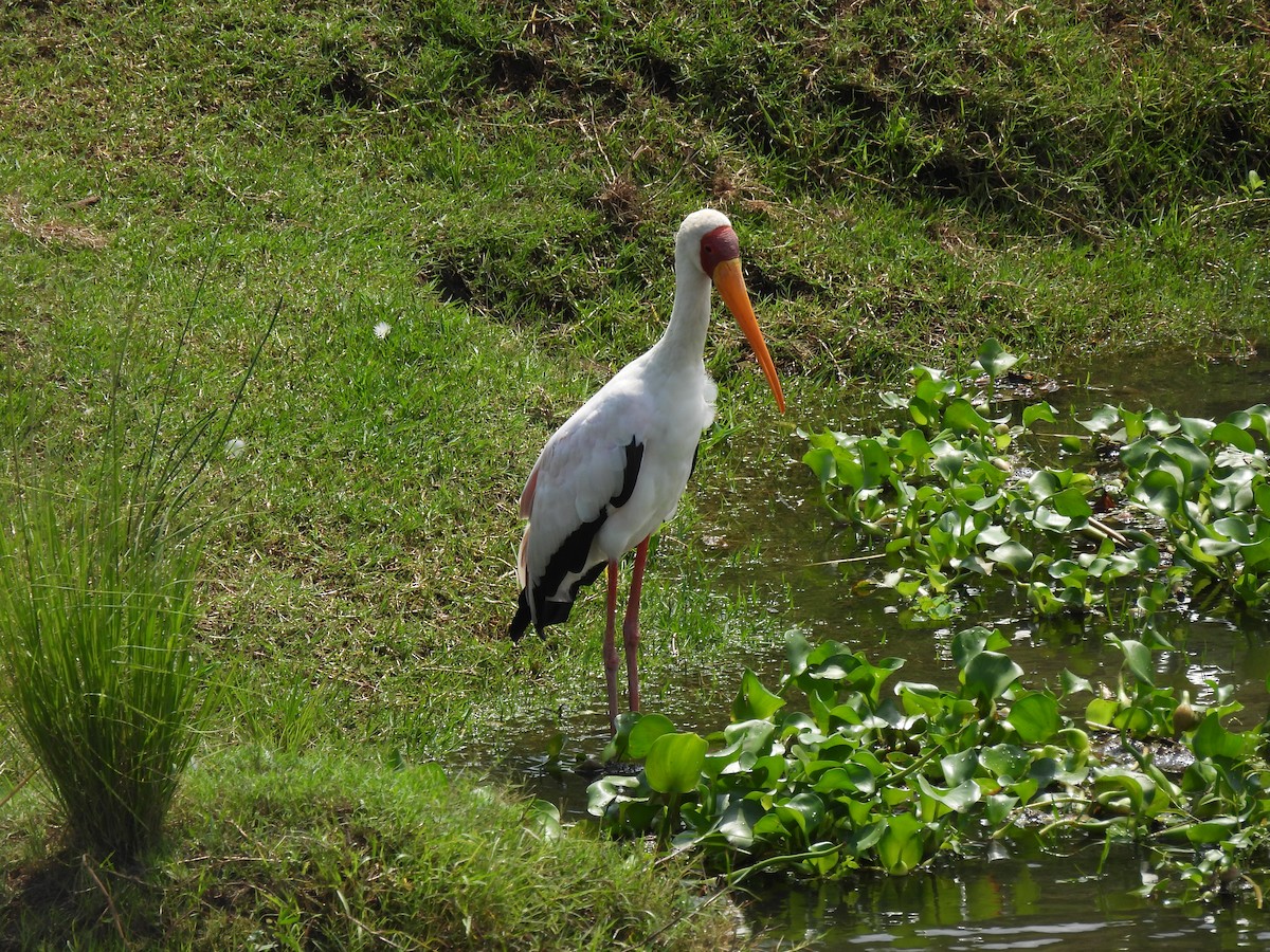 Yellow-billed Stork - ML646464069