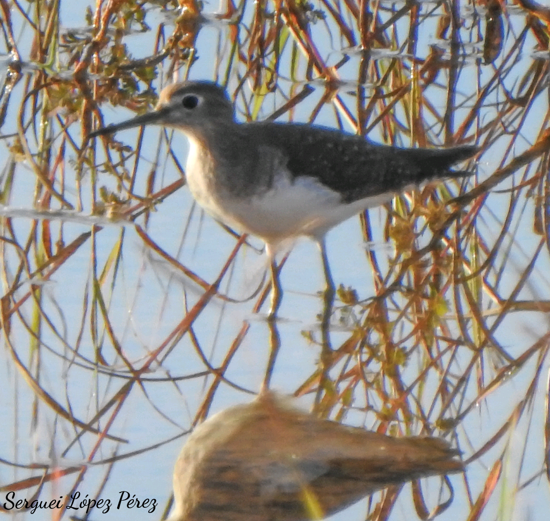 Solitary Sandpiper - ML646464075