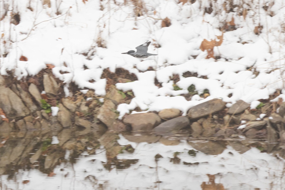 Belted Kingfisher - ML646464077