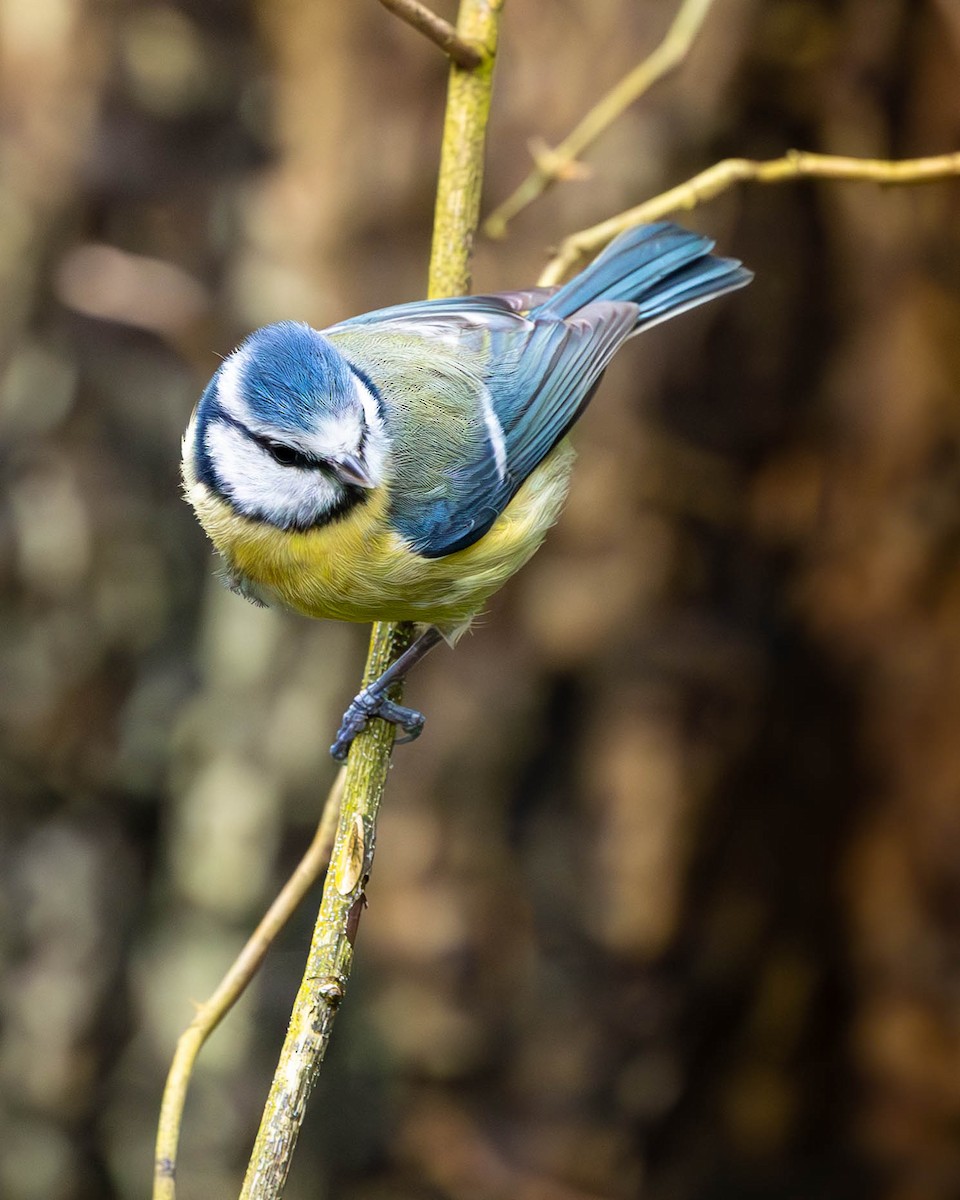 Herrerillo Común - ML646464078