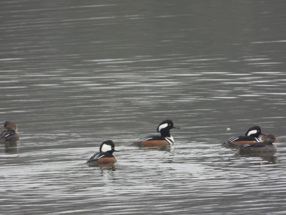 Hooded Merganser - ML646464079