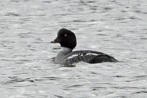 Barrow's Goldeneye - ML646464080