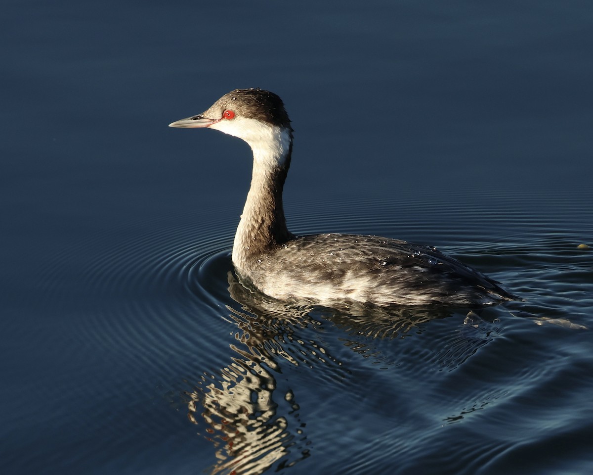 ミミカイツブリ - ML646464081