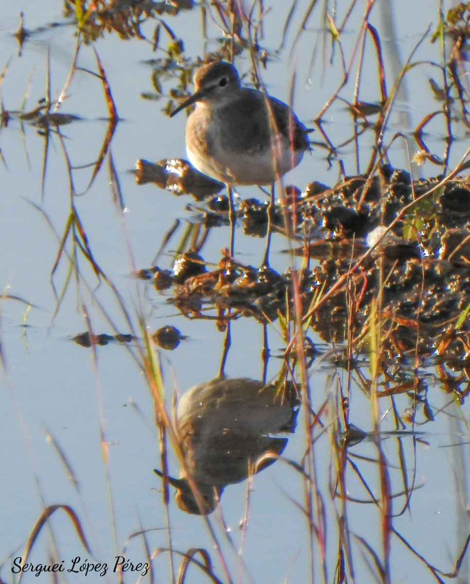 Solitary Sandpiper - ML646464085