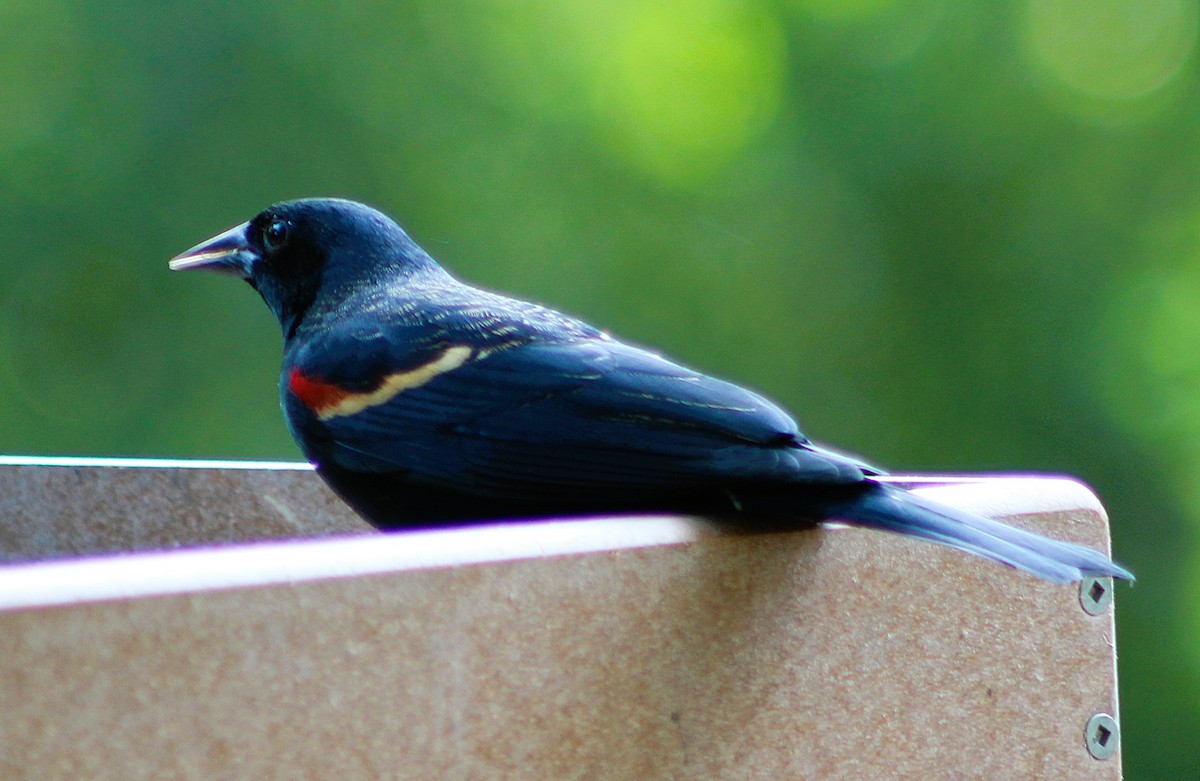 vlhovec červenokřídlý - ML646464086