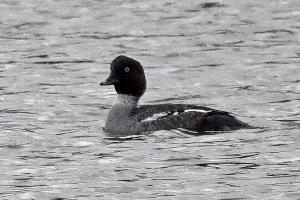 Barrow's Goldeneye - ML646464087