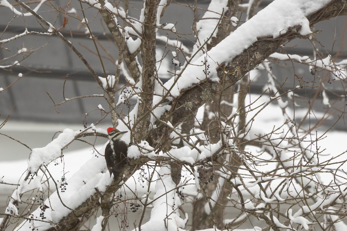 datel chocholatý - ML646464088
