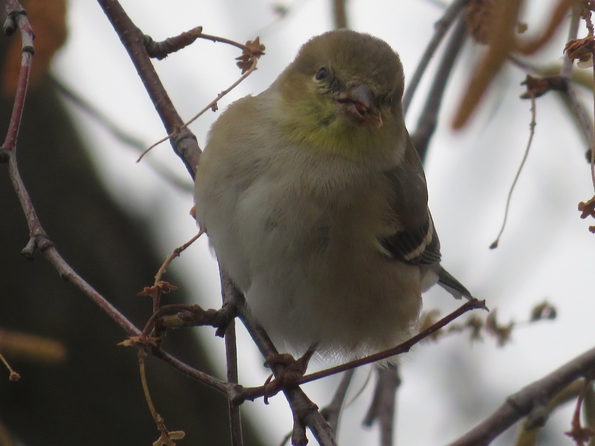 American Goldfinch - ML646464089