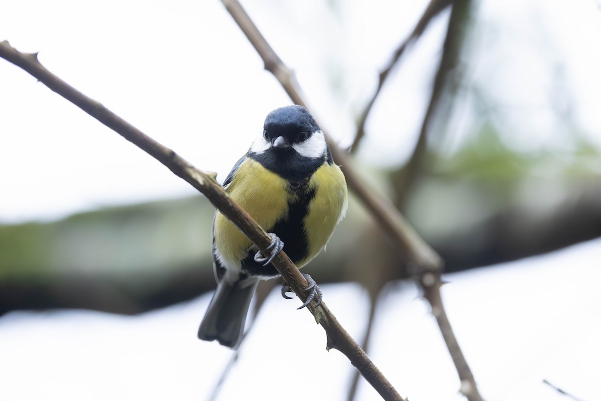 ヨーロッパシジュウカラ - ML646464090