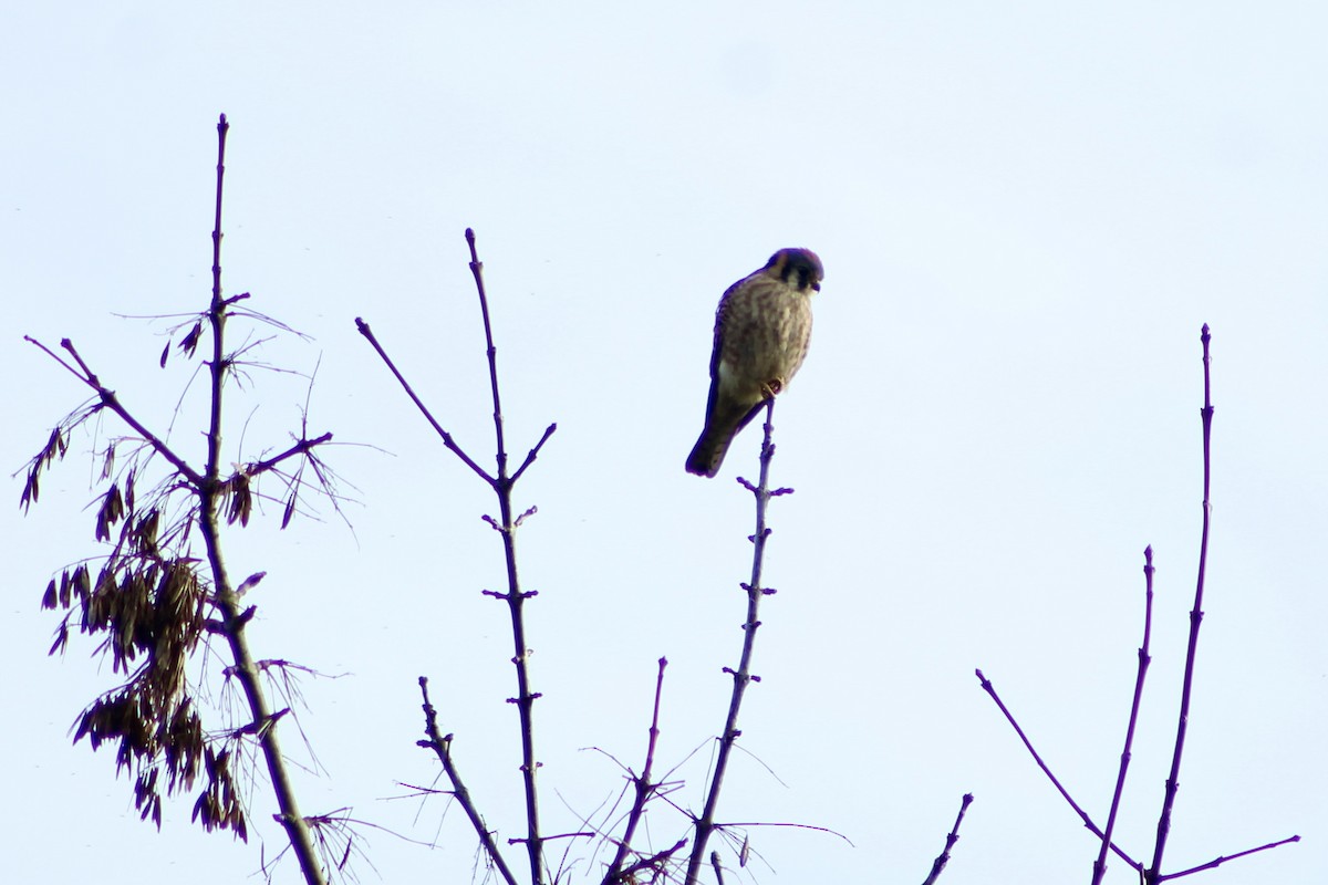 American Kestrel - ML646464093