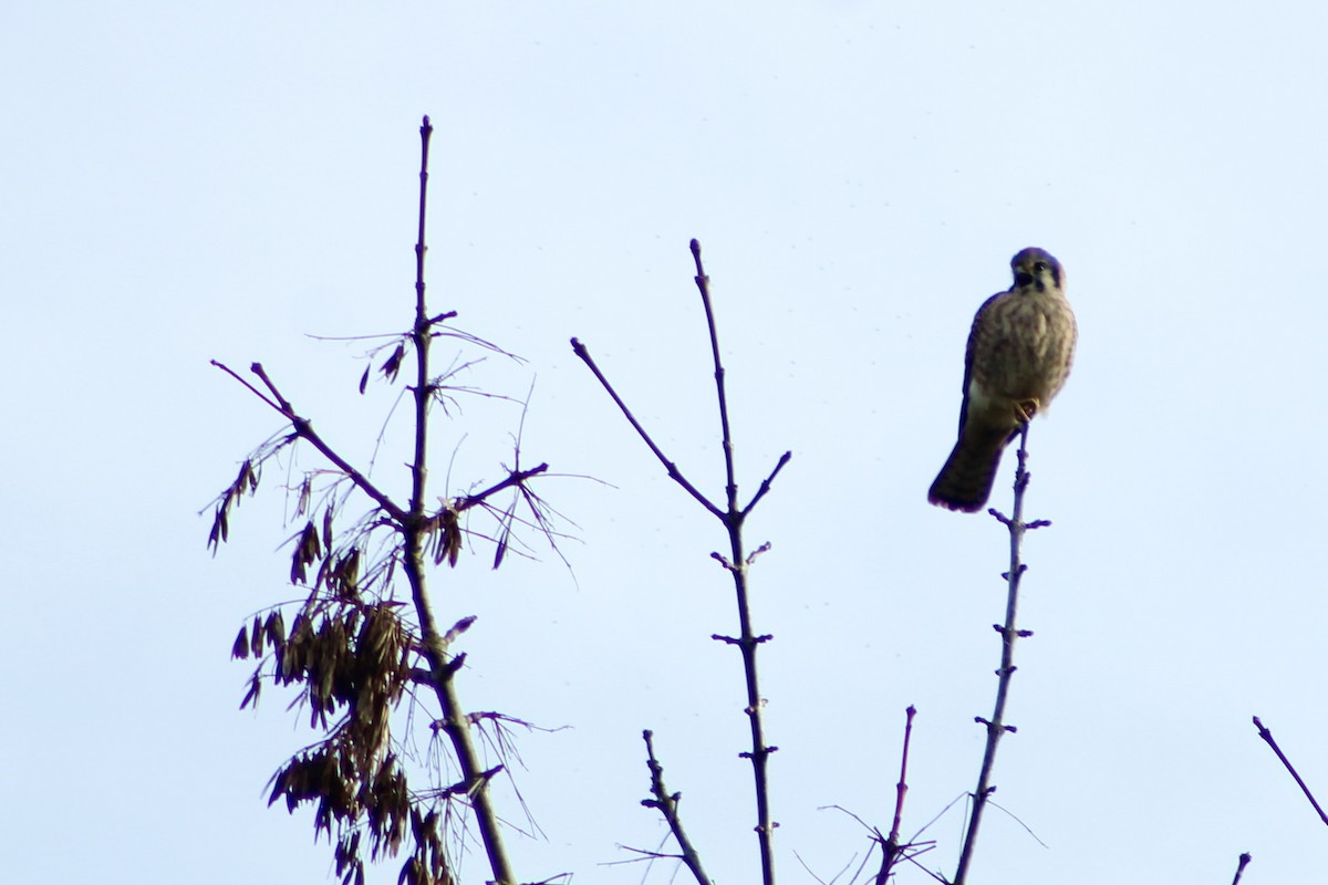 American Kestrel - ML646464094