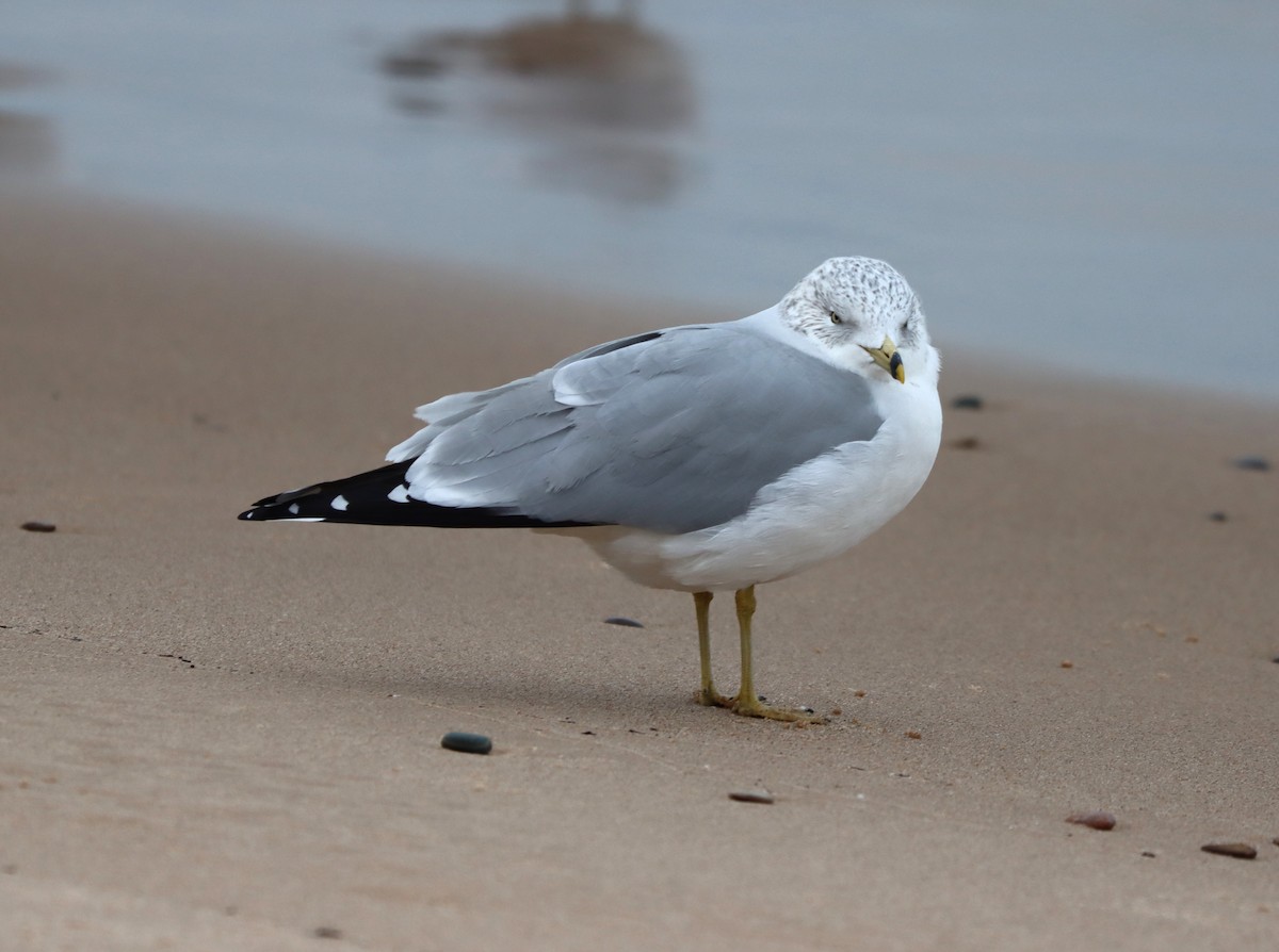 Ring-billed Gull - ML646464097