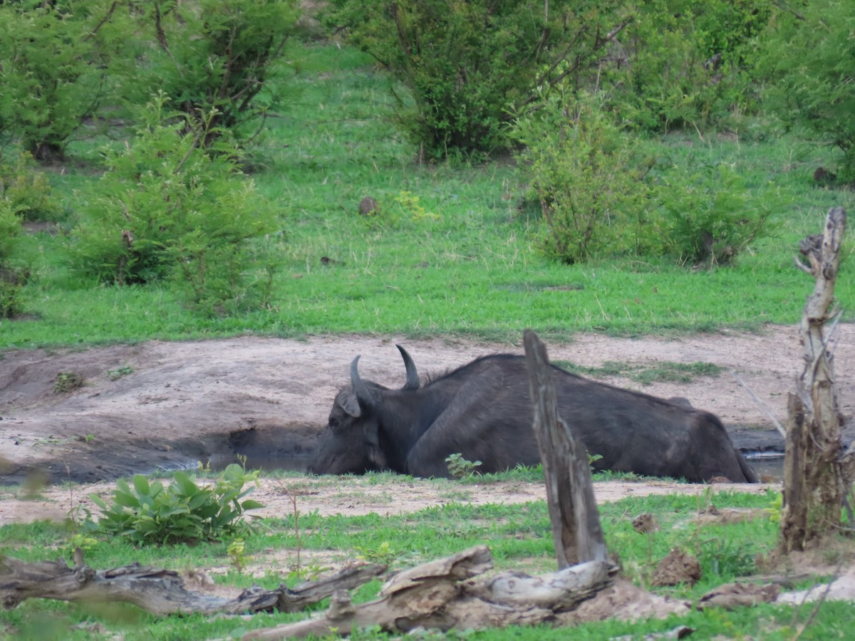 Cape Buffalo - ML646464103