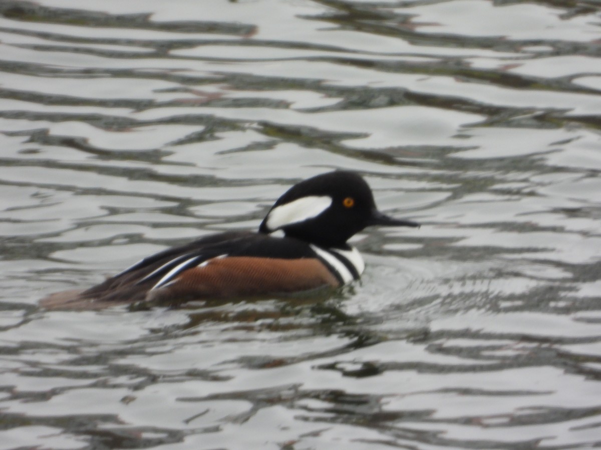 Hooded Merganser - ML646464105