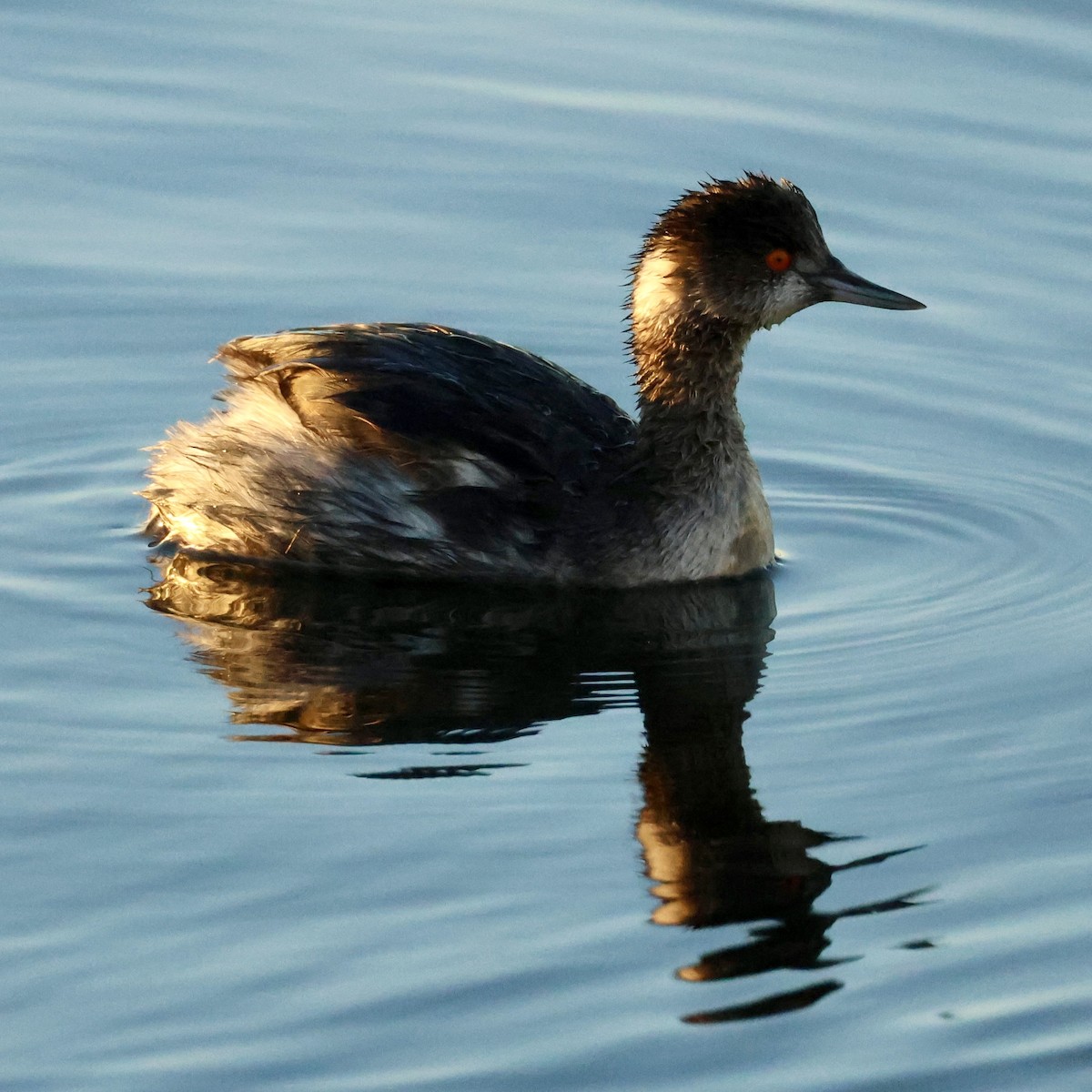 ハジロカイツブリ - ML646464106