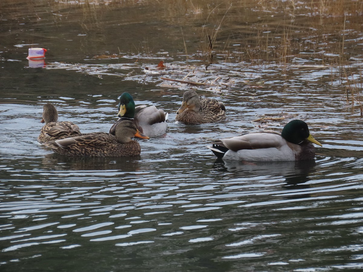 Зэрлэг нугас - ML646464107