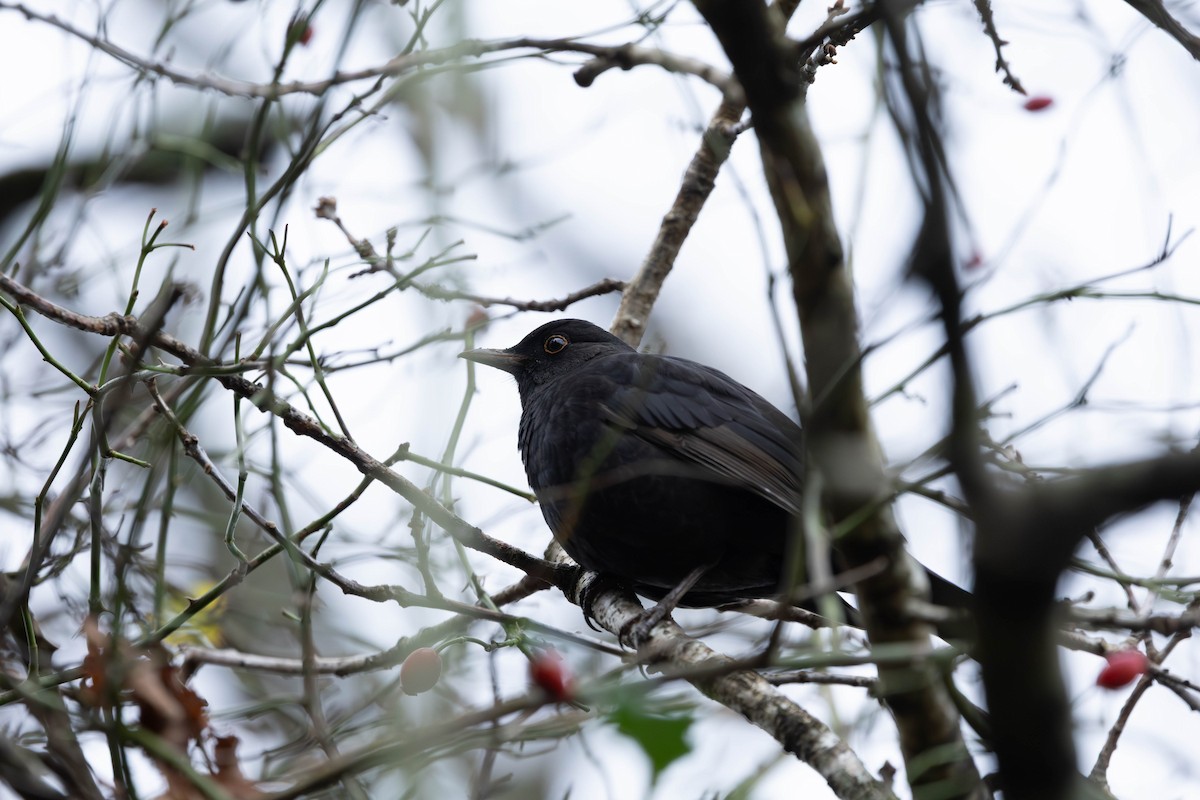 ニシクロウタドリ - ML646464108