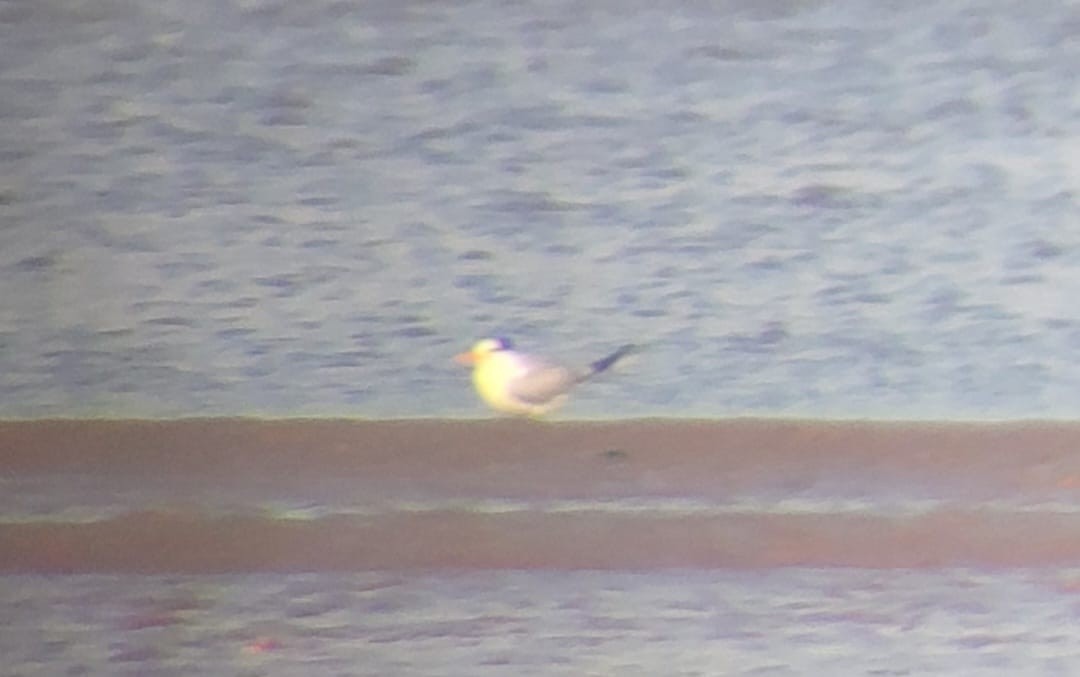 Lesser Crested Tern - ML646464110