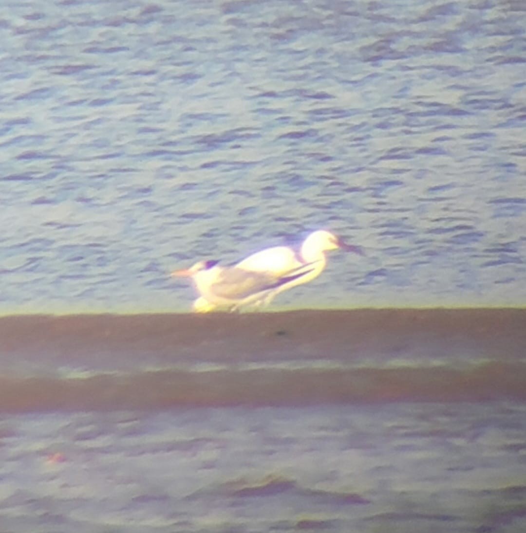 Lesser Crested Tern - ML646464111