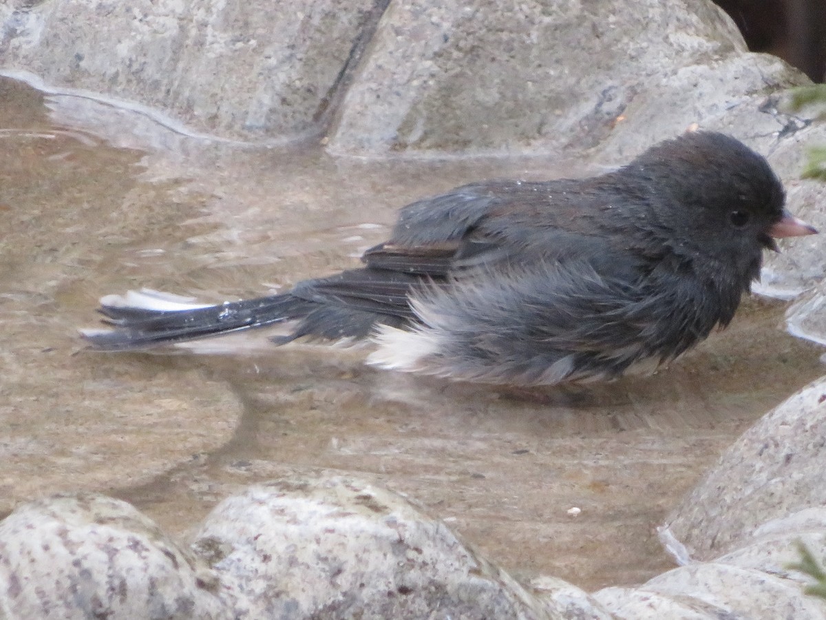 Dark-eyed Junco - ML646464112