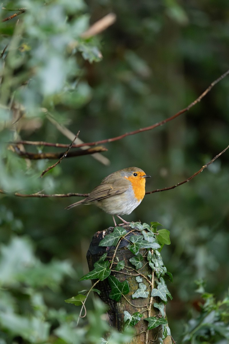 ヨーロッパコマドリ - ML646464116