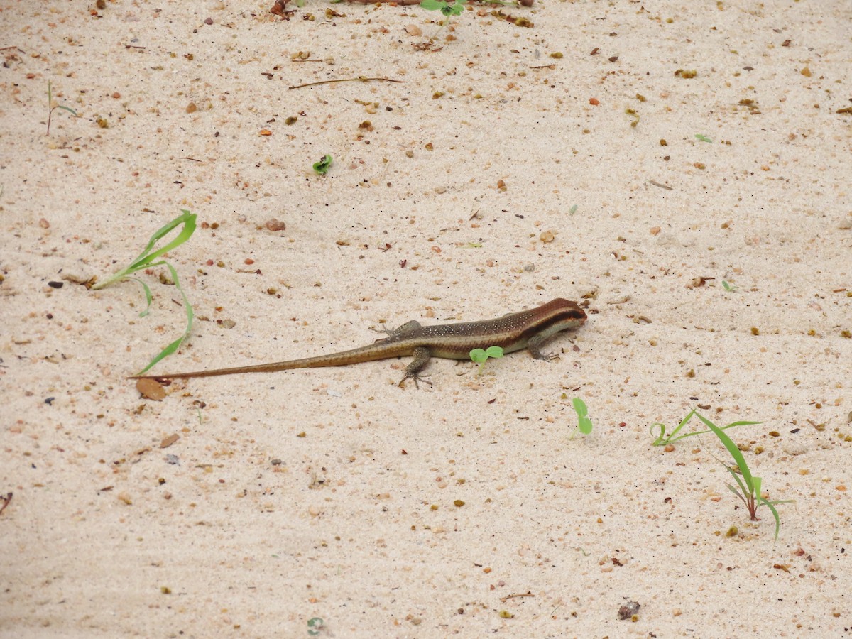 Skinkgiller - ML646464117