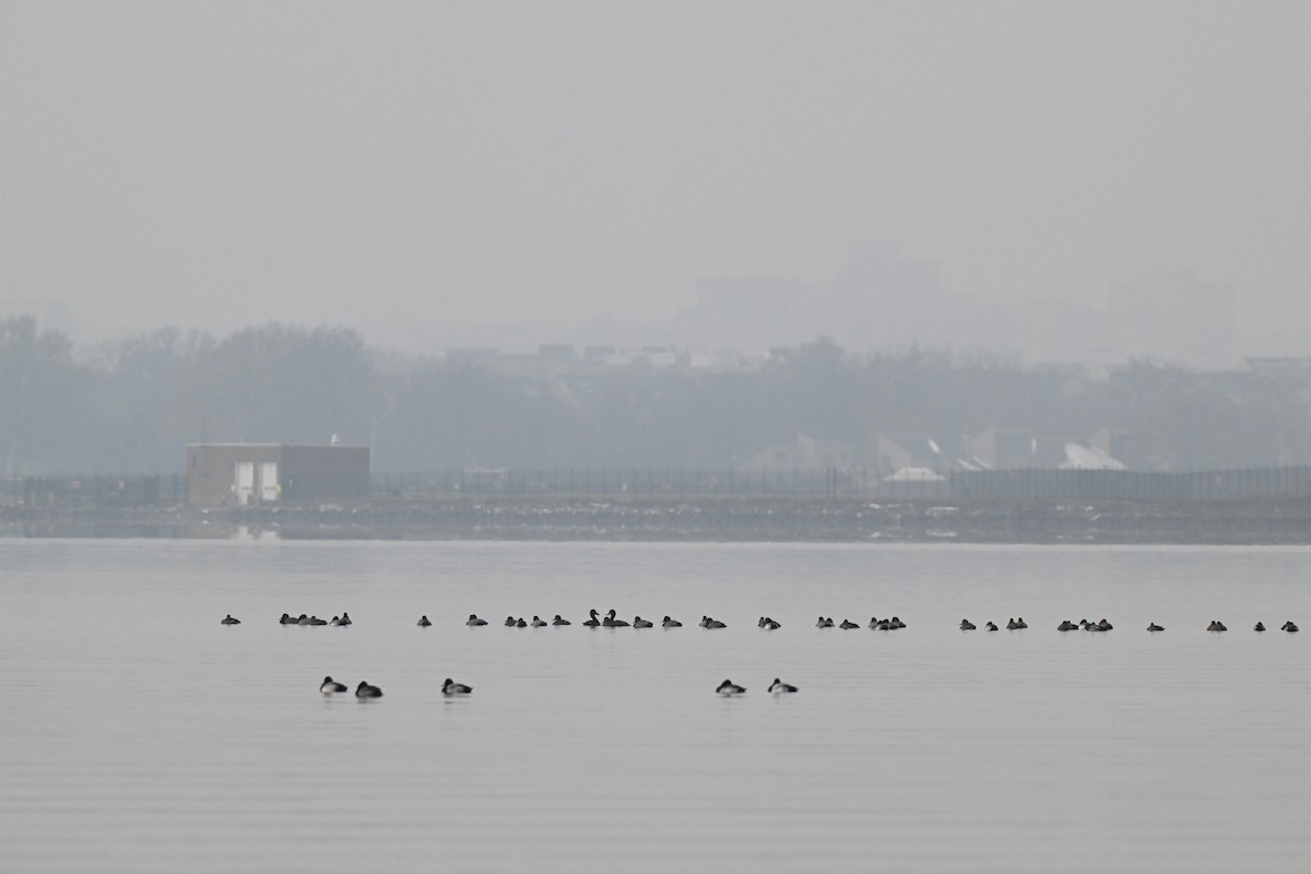 Redhead - ML646464118