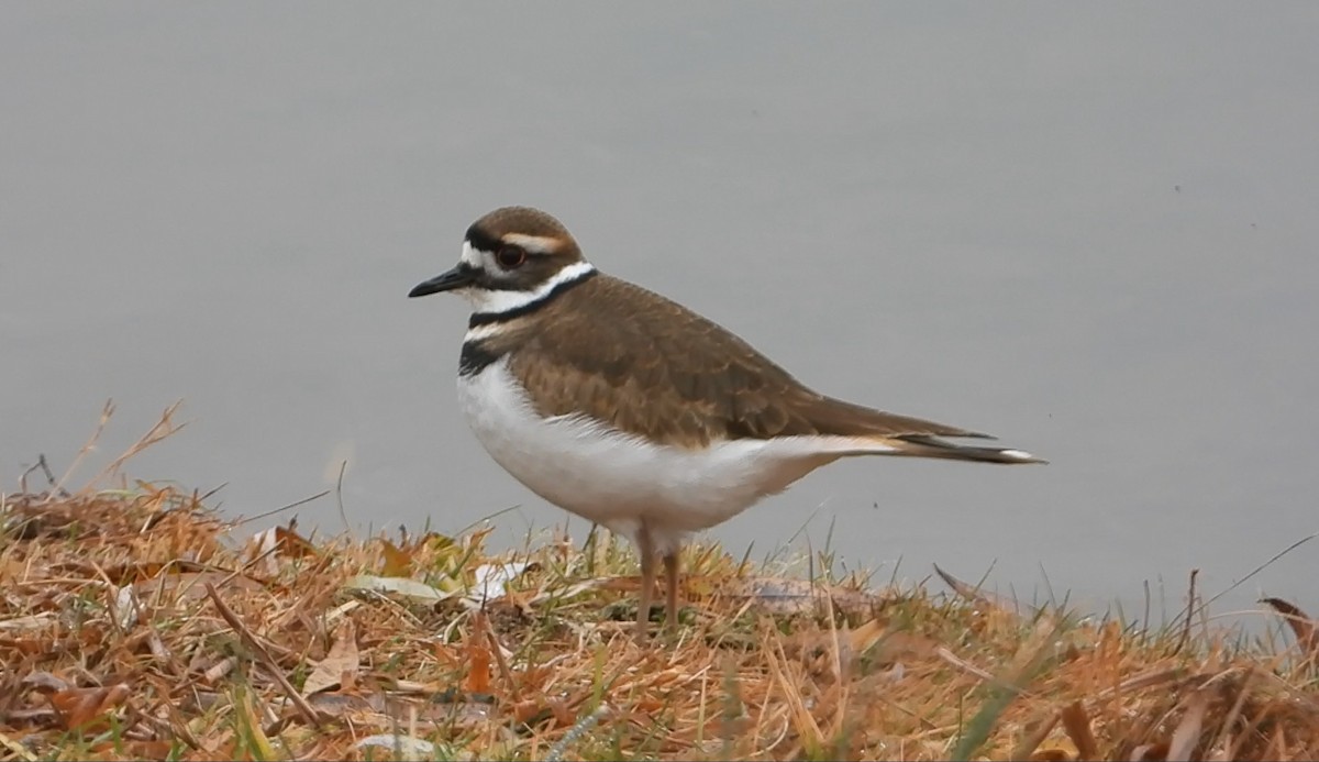Killdeer - ML646464122