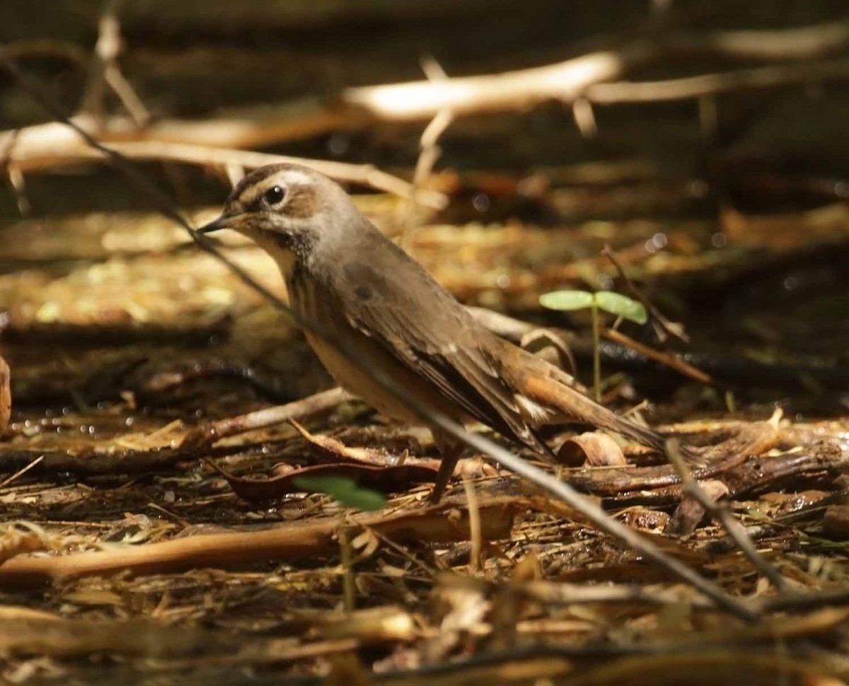 Сондорт гургалдай - ML646464123