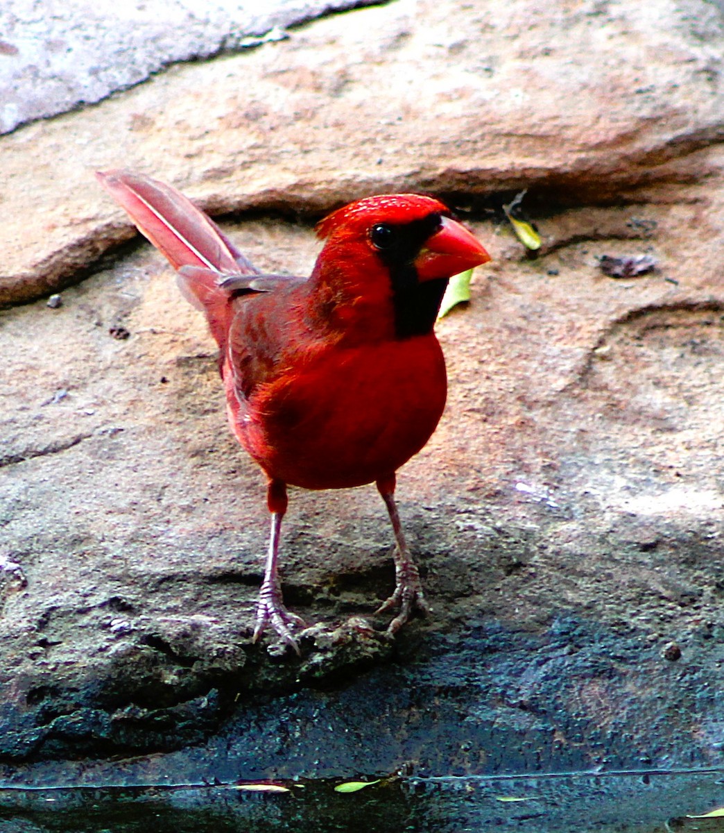 kardinál červený - ML646464125