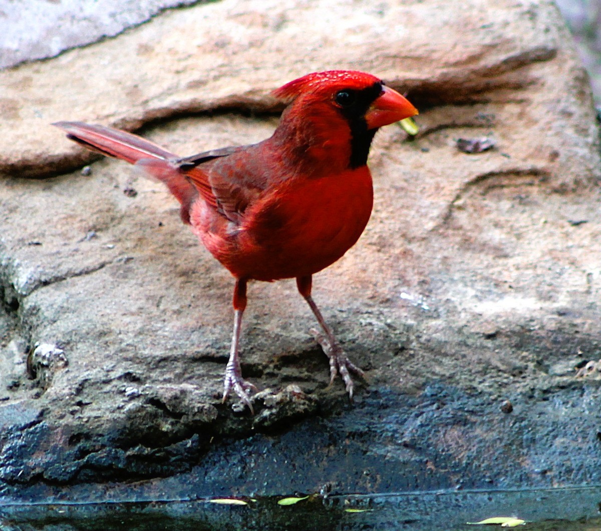 kardinál červený - ML646464126