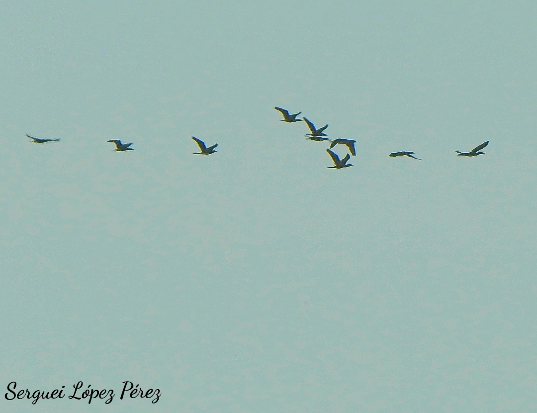 Neotropic Cormorant - ML646464127