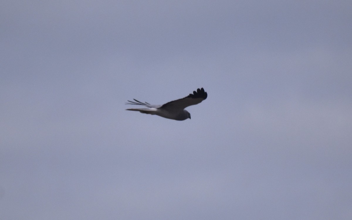 Kornweihe - ML646464128