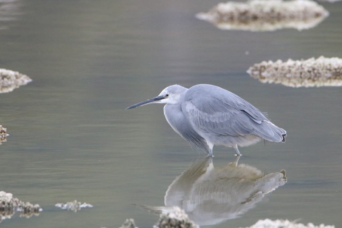 Little Egret x Western Reef-Heron (hybrid) - ML646464129