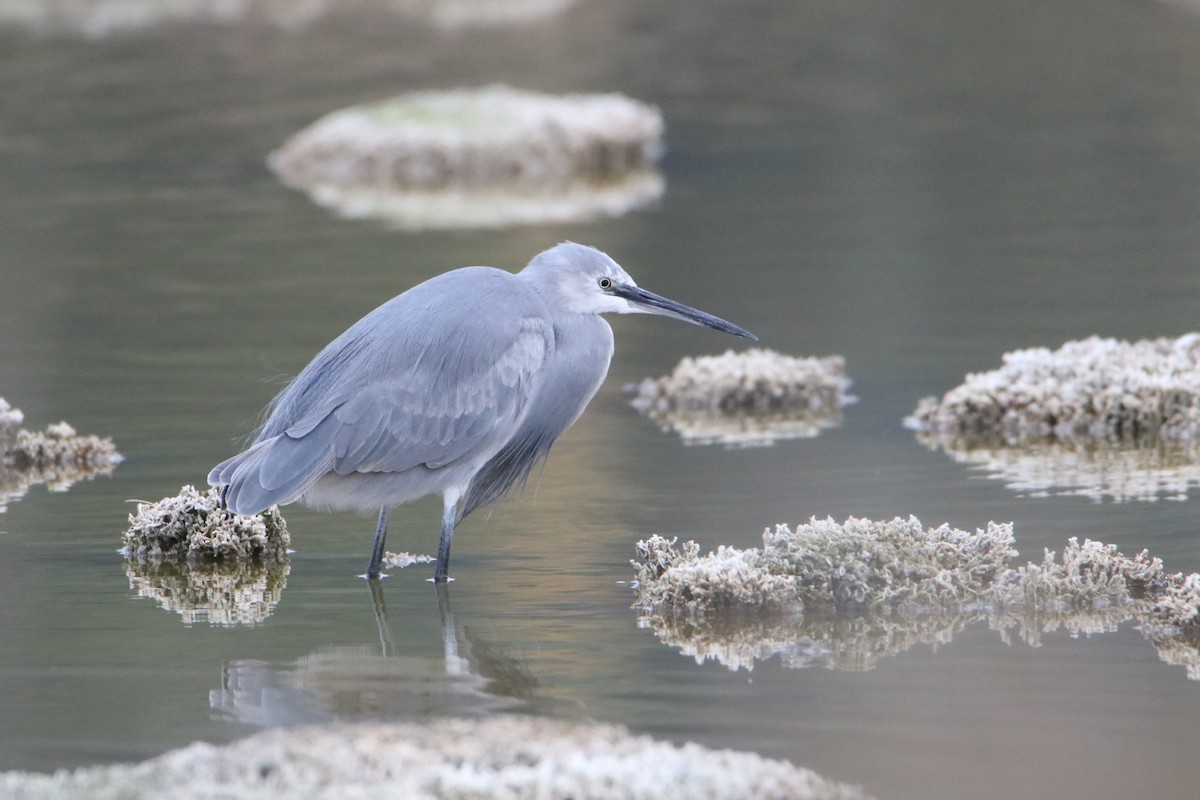 Little Egret x Western Reef-Heron (hybrid) - ML646464130