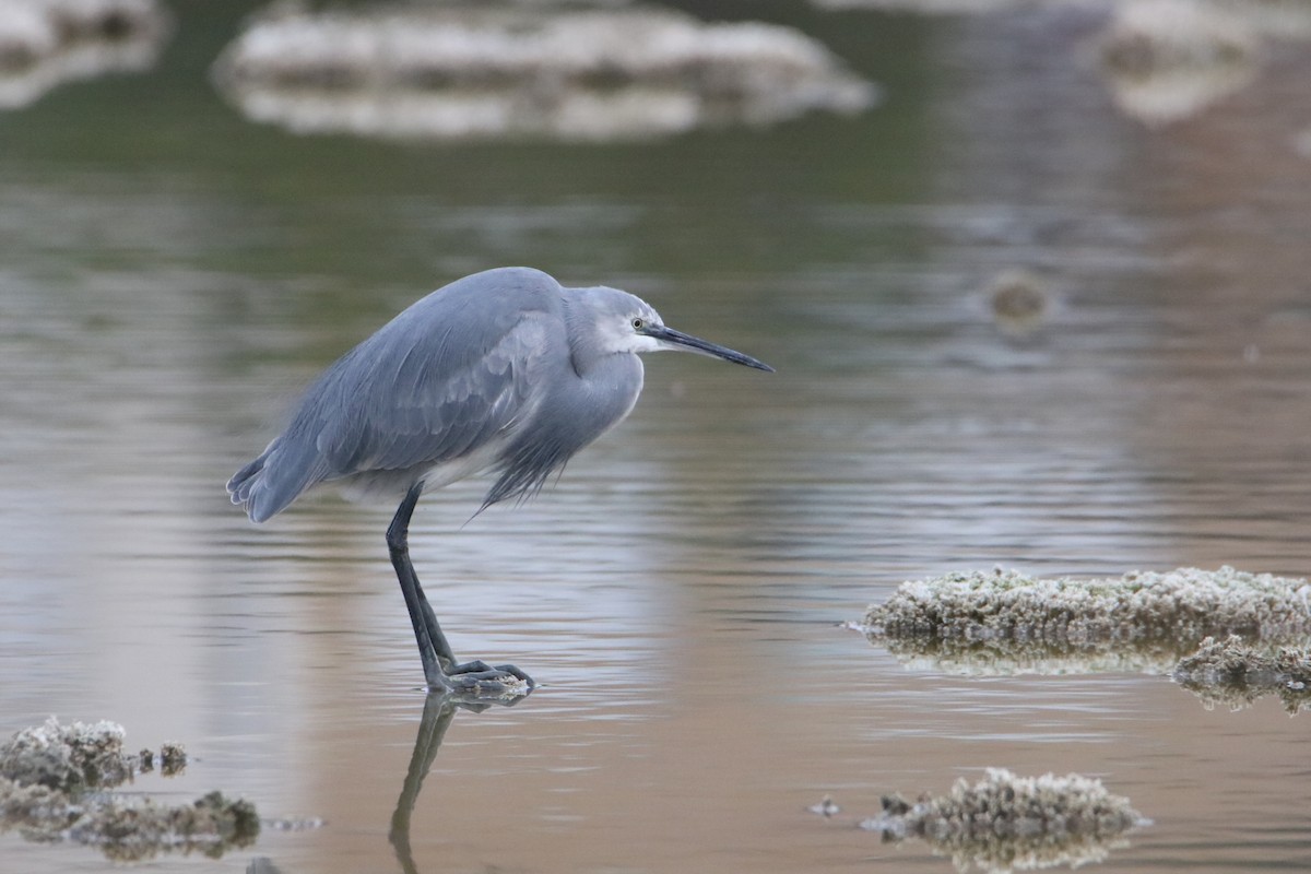 Little Egret x Western Reef-Heron (hybrid) - ML646464131