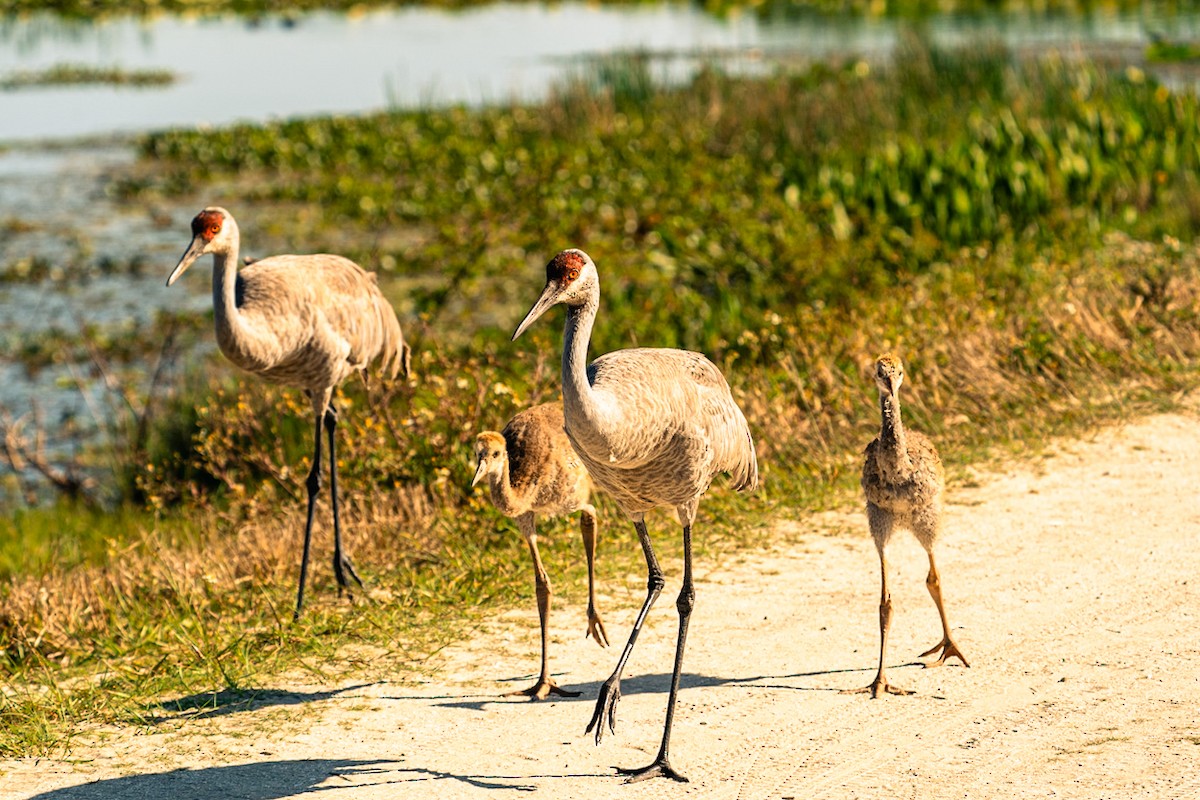 Sandhill Crane - ML646464133