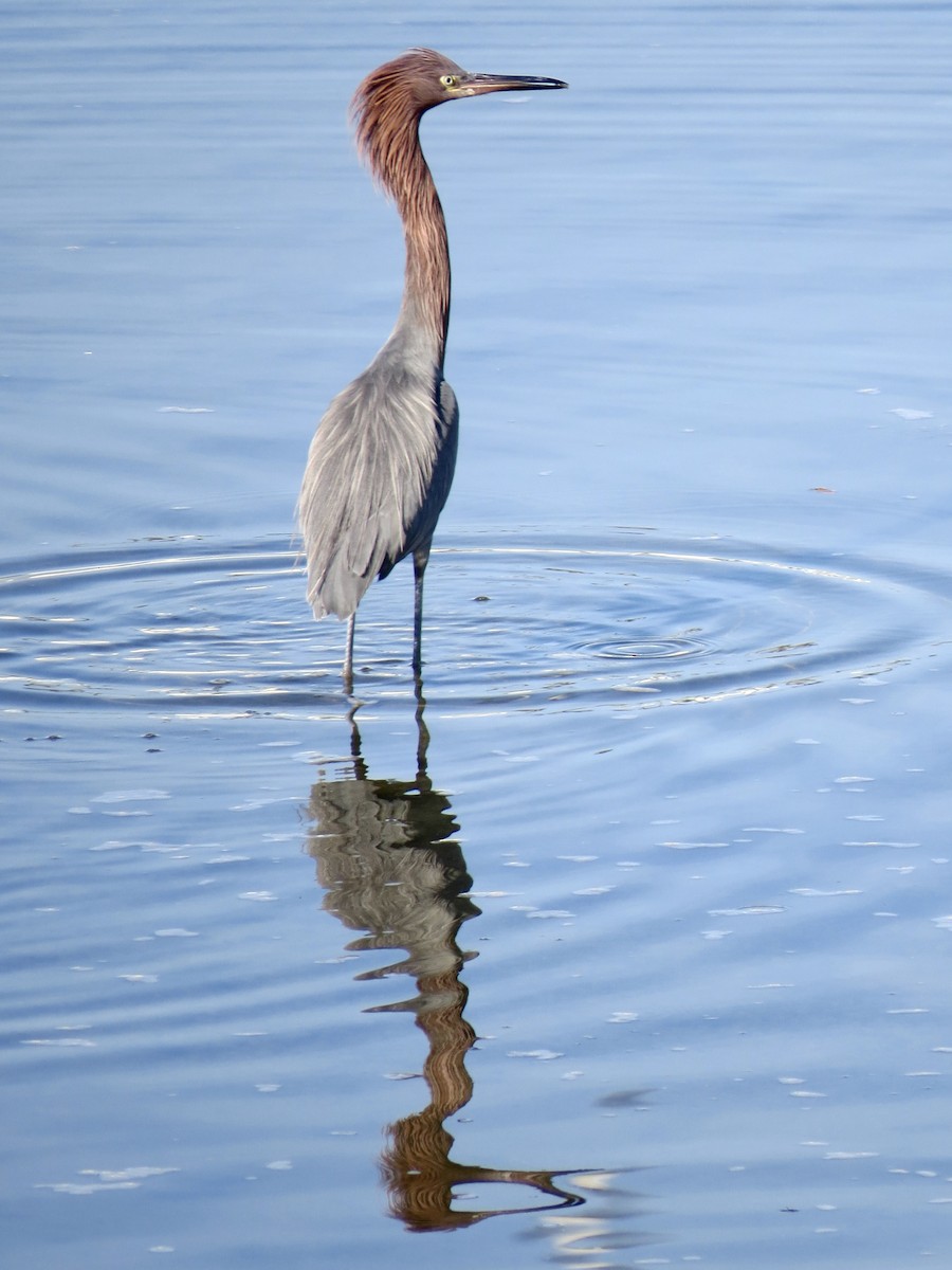 Reddish Egret - ML646464136