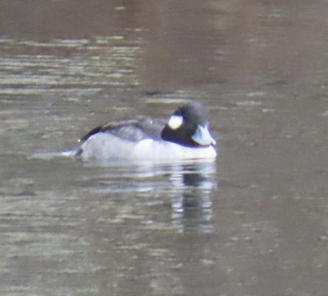 Bufflehead - ML646464137