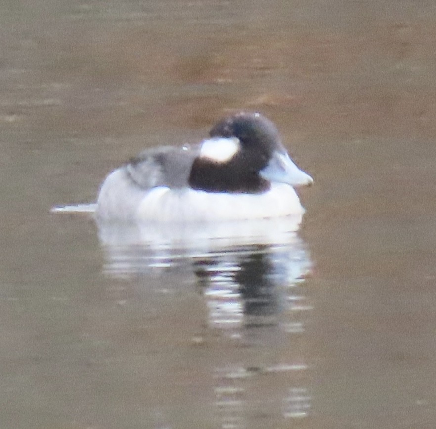 Bufflehead - ML646464138
