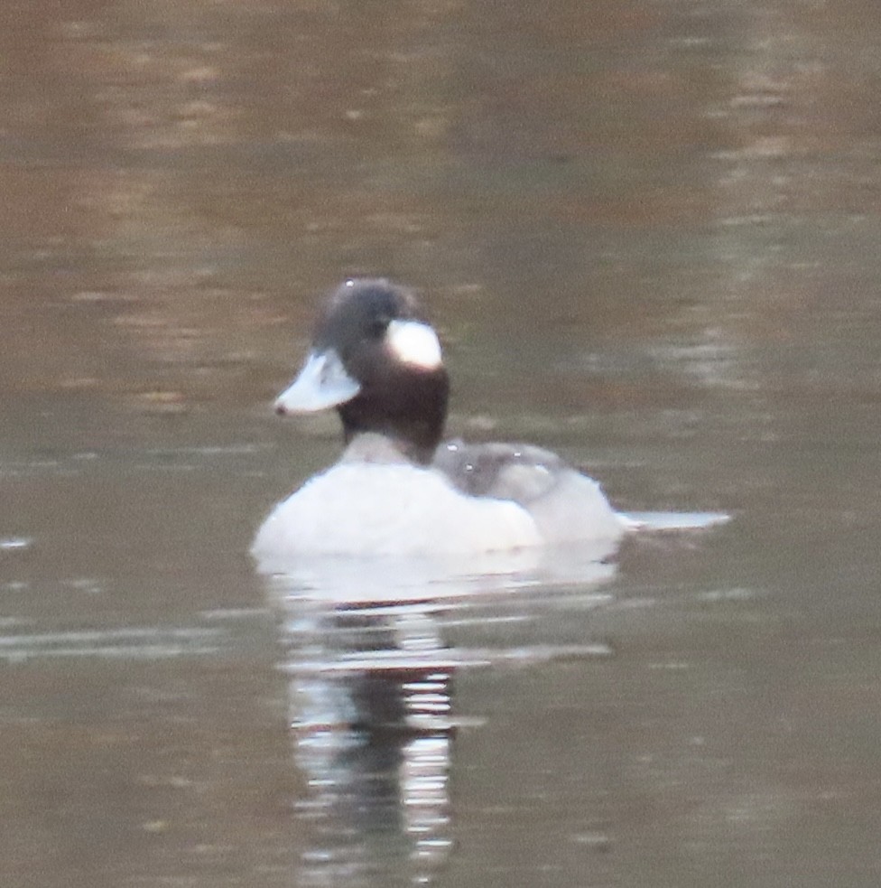 Bufflehead - ML646464139