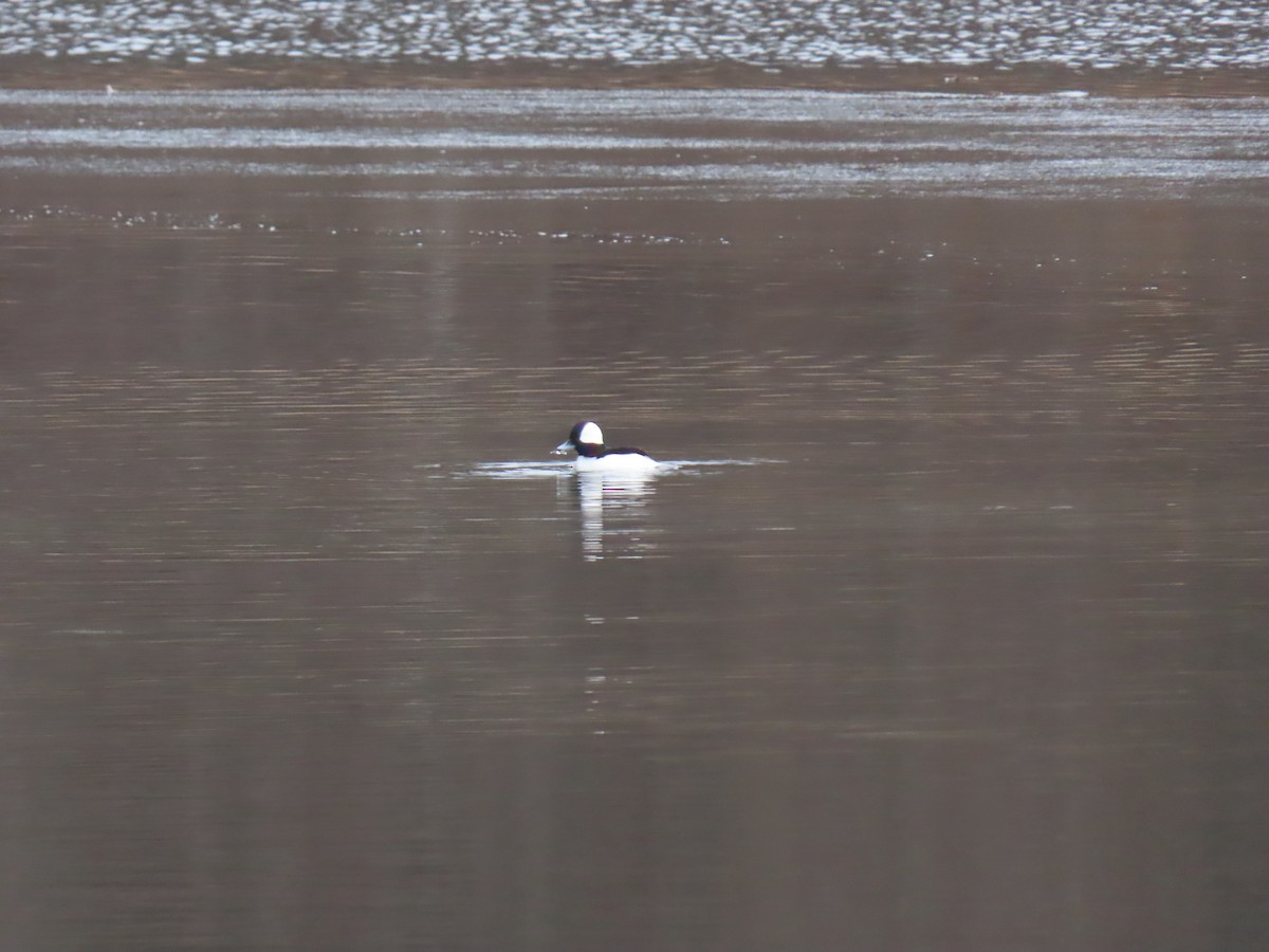 Bufflehead - ML646464140