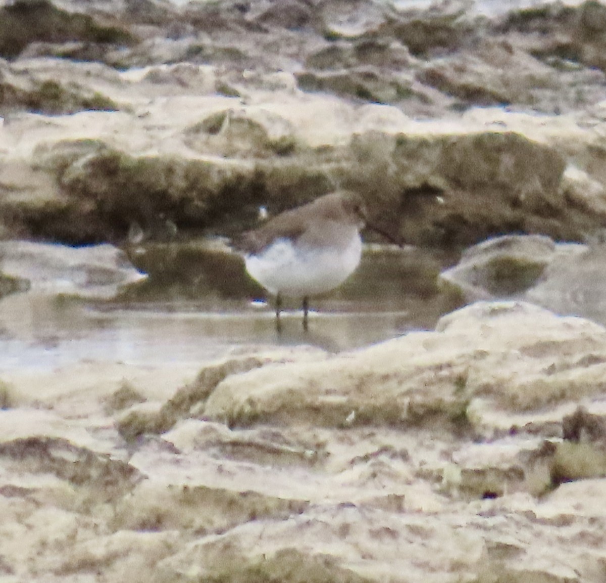 黑腹濱鷸 - ML646464141