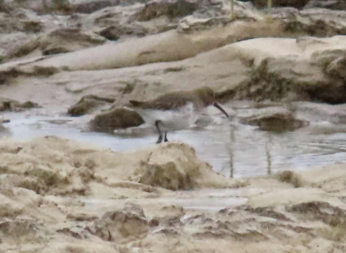 黑腹濱鷸 - ML646464142